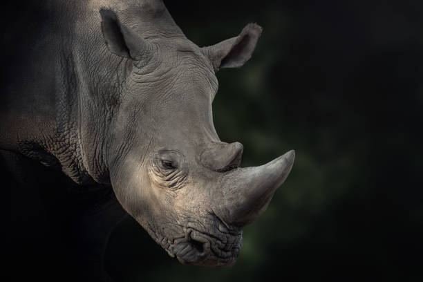 istock Beautiful White Rhinoceros (Ceratotherium simum) 1877975280