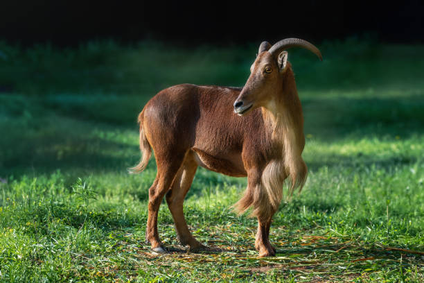 istock Barbary Sheep portrait (Ammotragus lervia) 1877975284