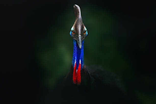 Beautiful Southern Cassowary portrait (Casuarius casuarius)