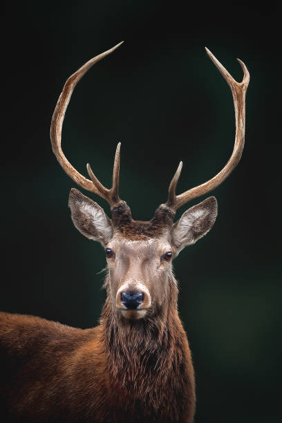 istock Male Red Deer portrait (Cervus elaphus) 1877975810