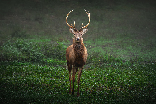 Male Red Deer (Cervus elaphus)