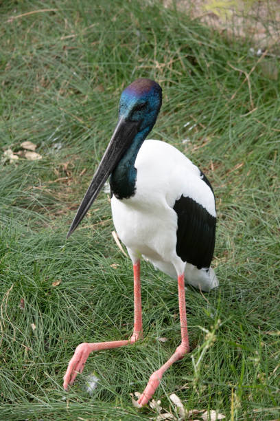 istock the black necked stork is sitting 1877976316