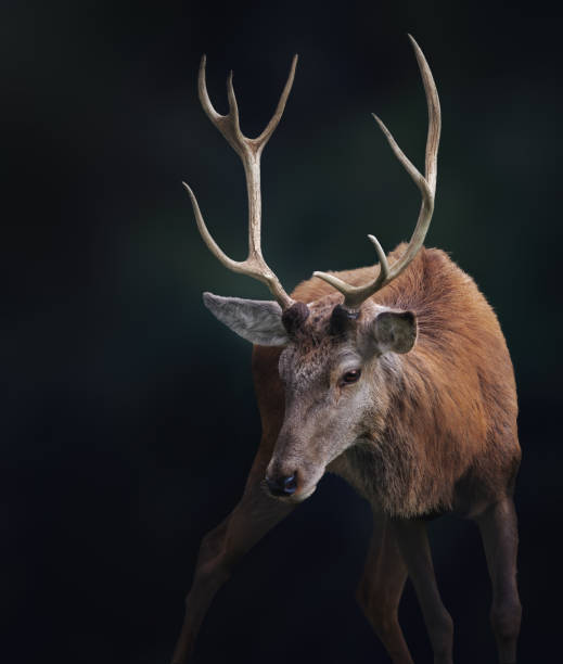 istock Male Red Deer with antlers (Cervus elaphus) 1877976839