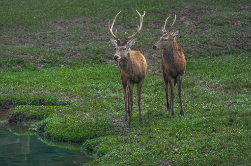 Pair of Adult and Young Male Red Deers with antlers (Cervus elaphus)