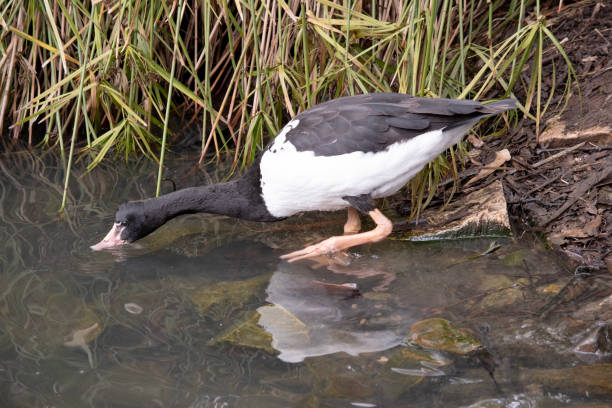 istock this is a side view of a magpie goose drinking 1877977883