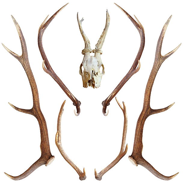 istock collection of hunting trophies 187797979