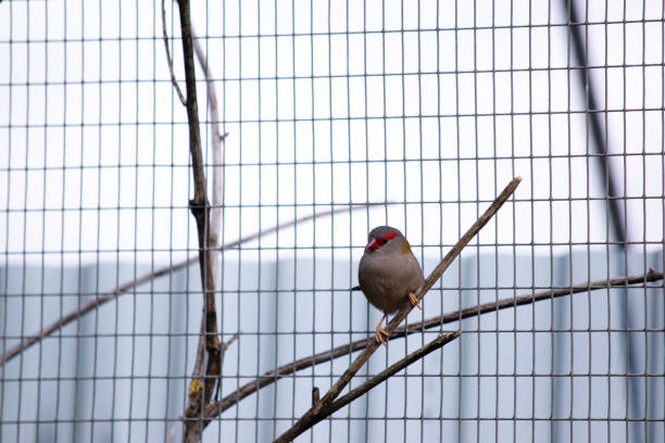 The Red-browed Finch is most easily recognised by its bright red eyebrow, rump and beak, on an otherwise green and grey bird.