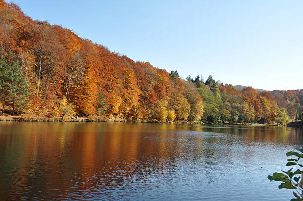 istock autumn colorful trees reflecting in the lake water 187798313