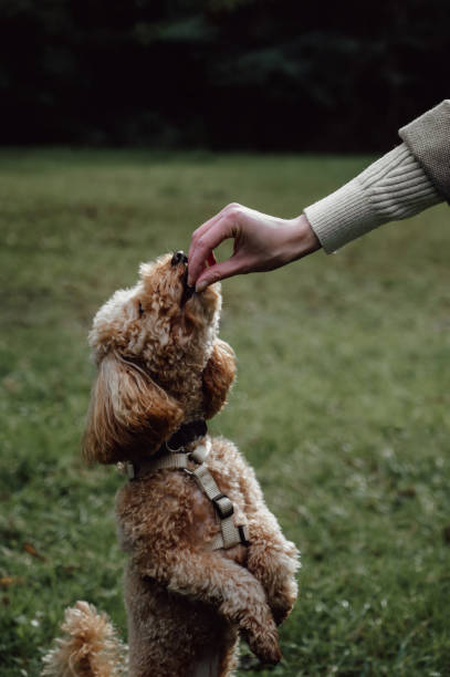 istock Toy poodle getting treats during training. Vertical portrait 1877984133