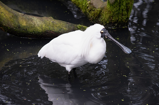 A white swan is by the lake