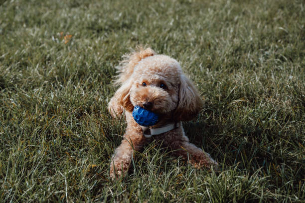 istock Copy space banner with cute toy poodle playing with rubber ball in the grass. Training and spend time with pets outside 1878003371