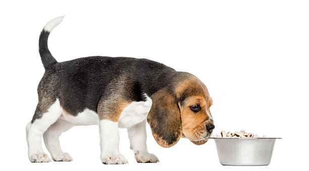 istock Beagle puppy standing, sniffing food in a bowl 187800540