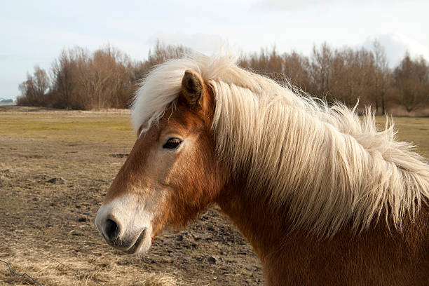 istock Horse in the winter 187800871