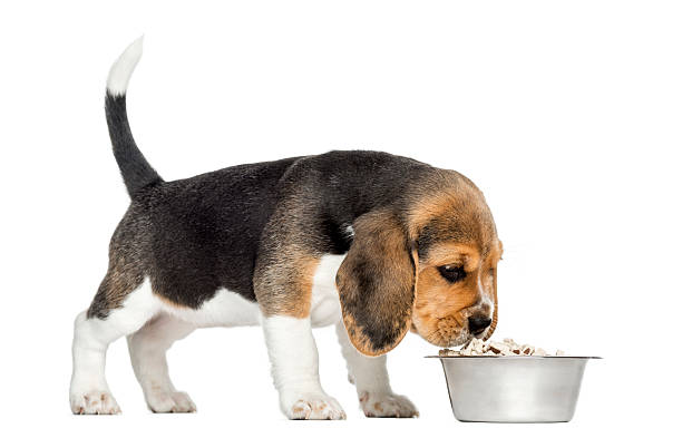 istock Beagle puppy standing, sniffing food in a bowl 187800931
