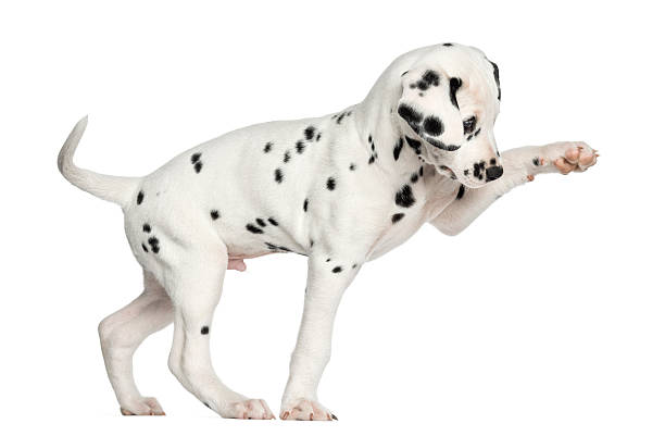 Side view of a Dalmatian puppy pawing up, isolated Side view of a Dalmatian puppy pawing up, isolated on white dalmatian stock pictures, royalty-free photos & images