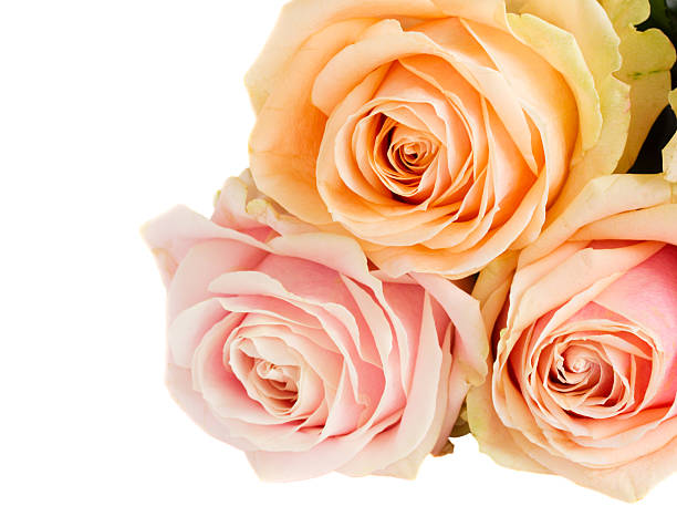 istock bouquet of roses 187801241
