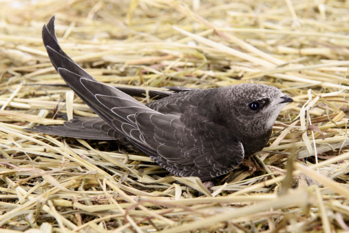 Portrait of an Young Eurasian Swift. sitting on straw