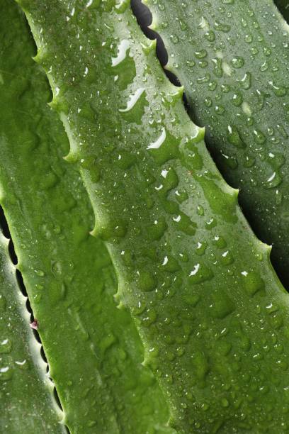 istock Fresh aloe vera leaves with water drops as background, top view 1878016192