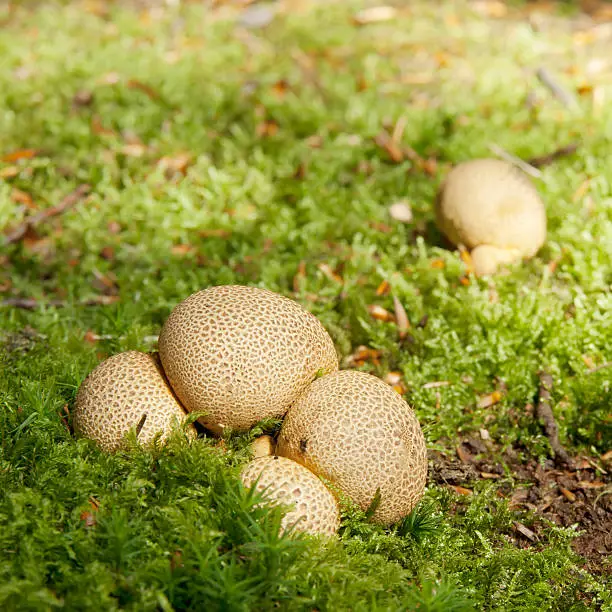 Scleroderma citrinum Pers. syn. S. aurantium (Vaill.) Pers. syn. S. vulgare Horn. Kartoffelbovist Scléroderme vulgaire, Scléroderme orangé Common Earthball. Fruit body 2–10cm across, subglobose, attached to the substrate by cord-like mycelial threads, wall dirty yellow to ochre-brown, thick and tough, coarsely scaly, breaking open irregularly to liberate the spores. Gleba purplish-black at first patterned by whitish veins, powdery when mature. Spores brown, globose, with a net-like ornamentation, 9–13m in diameter. Habitat on mossy or peaty ground on heaths or in rich woodland, especially on sandy soil. Season late summer to early winter. Common. Not edible. Distribution, America and Europe.