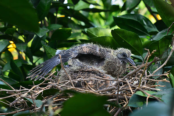 istock Fledglings in the nest 187801858
