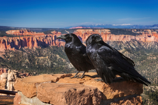 A pair of ravens with Bryce Canyon in the background.  Utah.