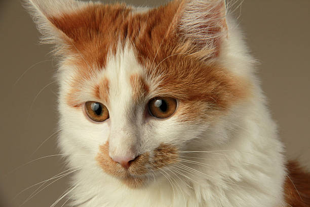 istock Portrait of a domestic cat 187802036