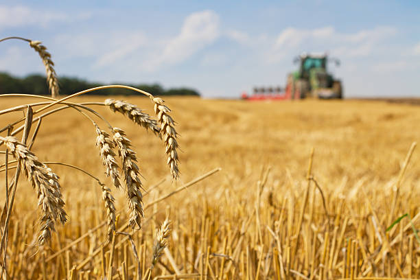 dernière frits croustillants après la récolte et champ de tracteur labourage la barbe de 3 jours - stubble photos et images de collection