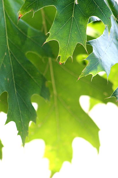 Oak Green Leaves Cool Summer Breeze stock photo