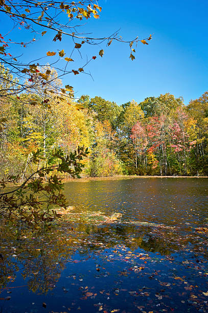 istock Autumn Fishing Pond 187803274