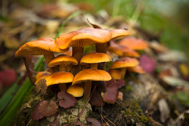 istock Wild mushrooms not edible 187803668