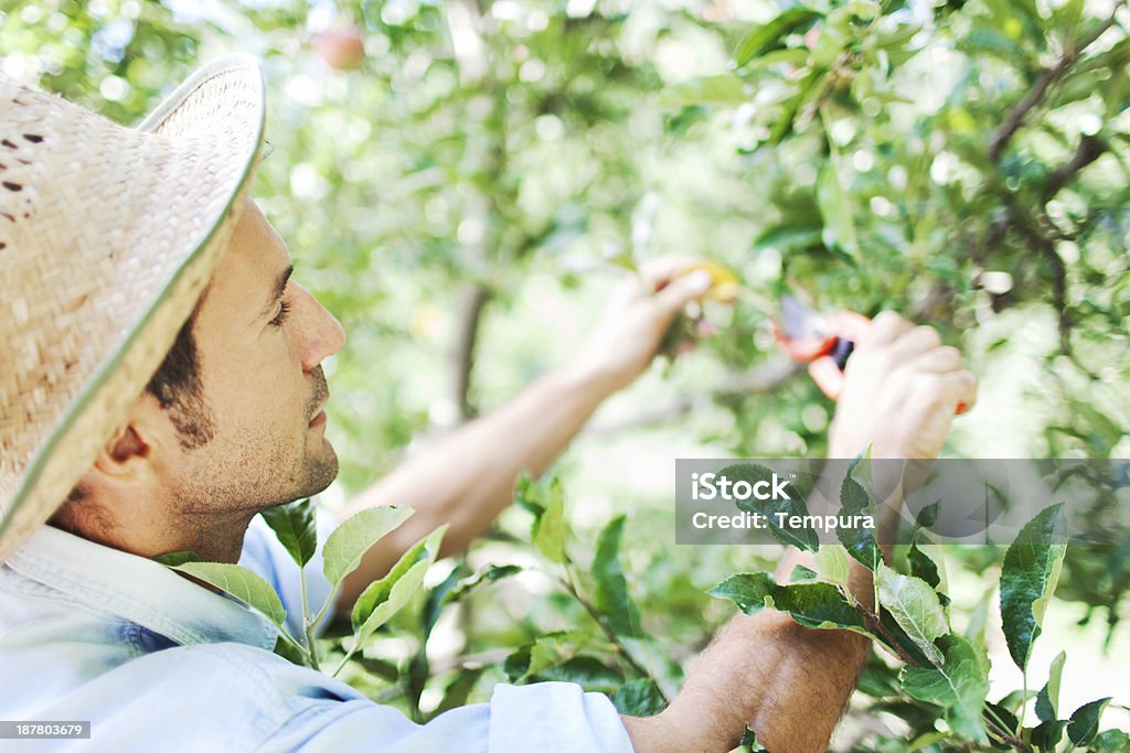 Apple orchard and harvesting. Harvesting apples at the orchard. More files of this series and models on port. Shot in Girona Spain. 30-34 Years Stock Photo