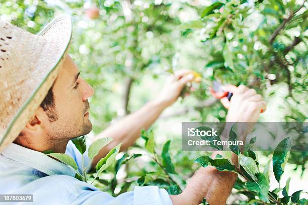 Apple Orchard And Harvesting Stock Photo - Download Image Now - 30-34 Years, Abundance, Active Lifestyle