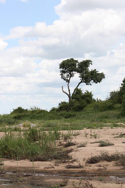 Cloudscape sobre sertão africano - foto de acervo