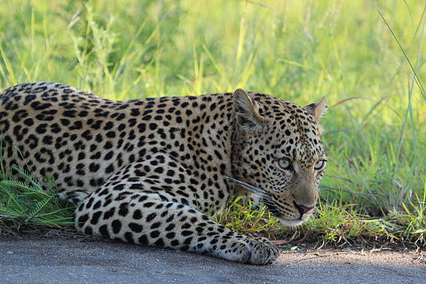 Alerta de leopardo - foto de acervo