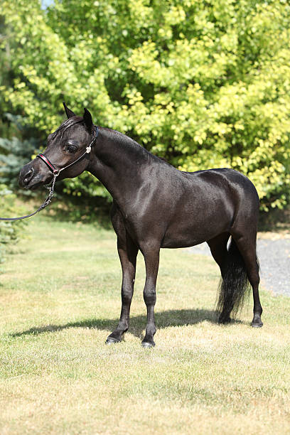 istock Black miniature horse in the garden 187804856