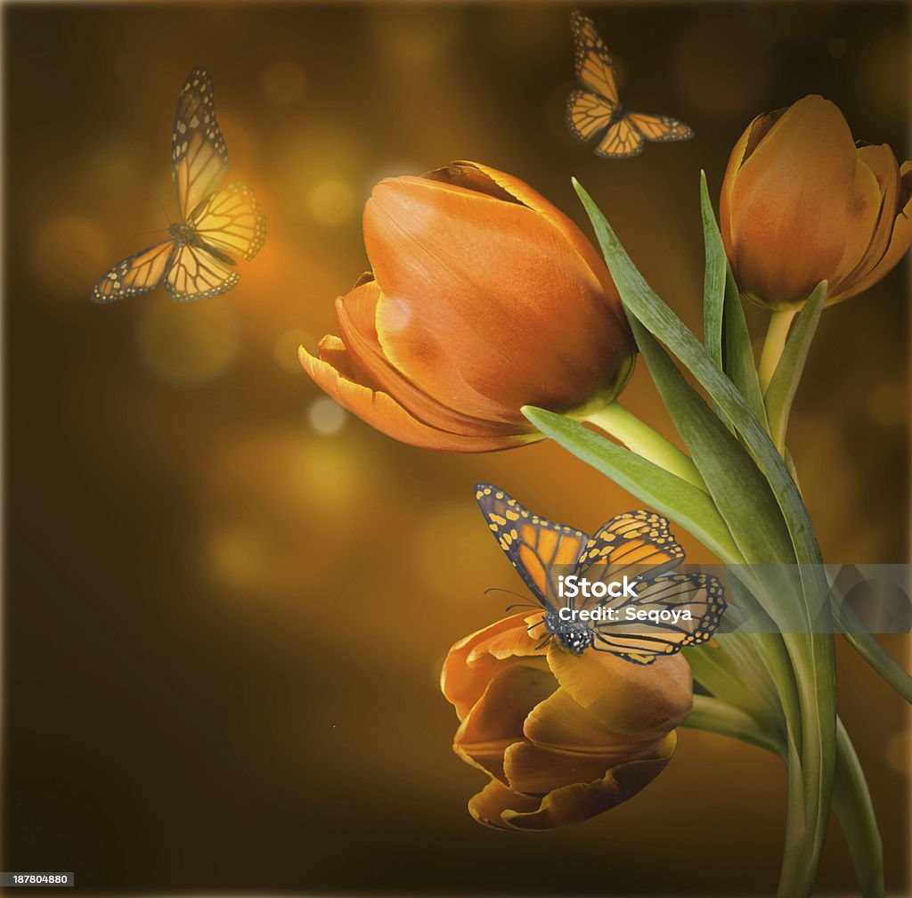 Bouquet of red tulips Bouquet of red tulips against a dark background and butterfly Backgrounds Stock Photo