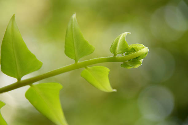 istock leaves in the Nature 187804946