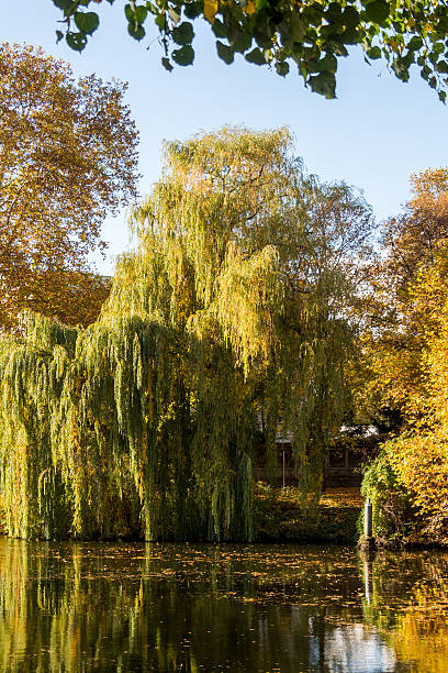 istock Autumn trees by a river in Berlin 187804964