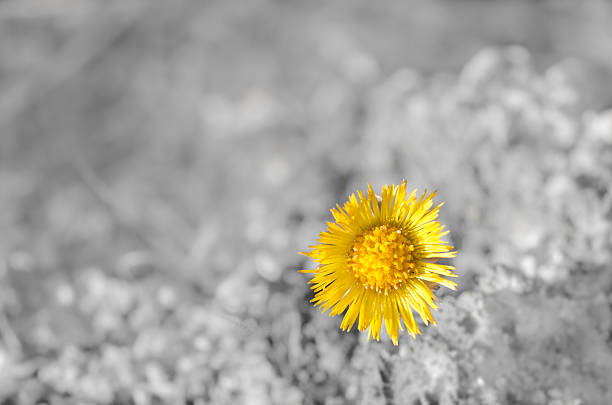 istock Beautiful yellow Coltsfoot wildflower 187806002