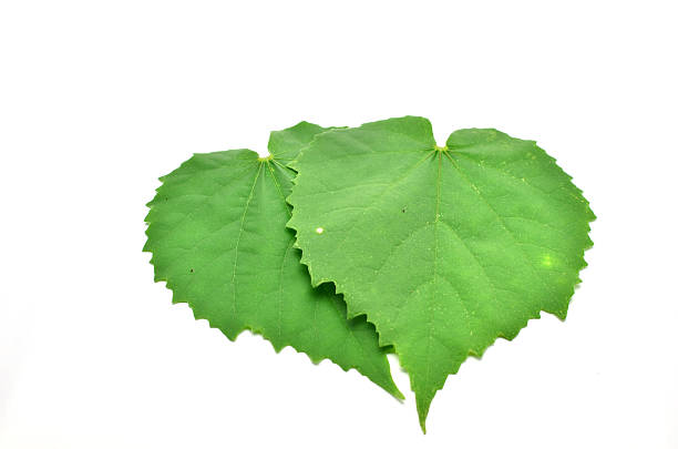 istock Leaves bags on white background 187806145