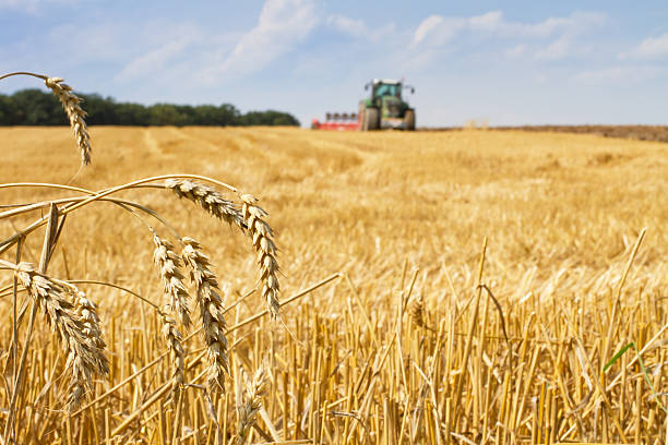 istock Last straws after harvest and tractor plowing the field 187806362