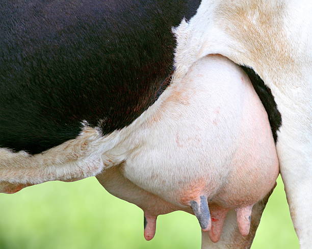 detail of holstein cow udder stock photo
