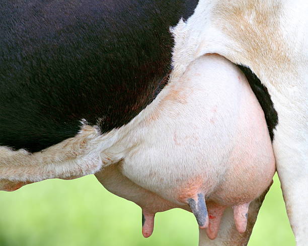 szczegóły holstein krów wymię - udder zdjęcia i obrazy z banku zdjęć