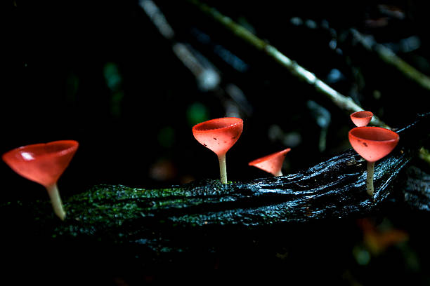 grzyb szklanki szampana. - mushrooms mushroom fungus fungi undergrowth zdjęcia i obrazy z banku zdjęć