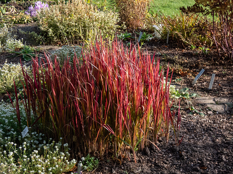 A Japanese bloodgrass cultivar (Imperata cylindrica) Red Baron with red and green leaves grown as an ornamental plant in the garden. Bright accent in garden