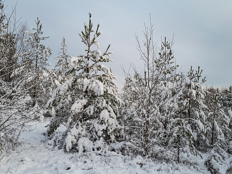 Winter scenery. Big trees and bushes completely covered with large amount of snow in a forest area on a gloomy day with grey sky in background