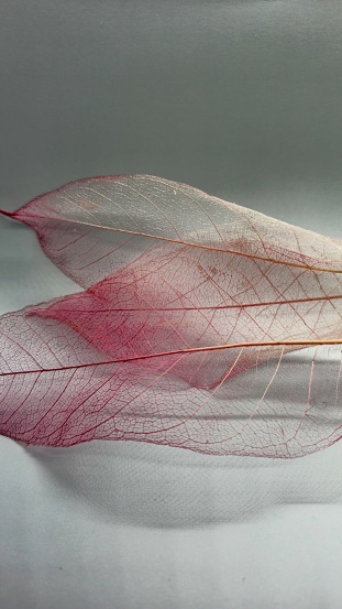 Pink and white fiber leaves, transparent veiny structure, close-up with details of texture.