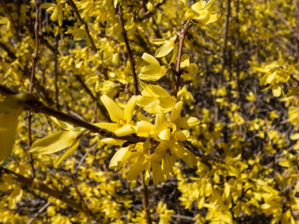 istock Deciduous shrub - the Easter Tree (Forsythia) 'Maluch' in full bloom with bright yellow flowers in bright sunlight with blue sky in background in spring 1878085436