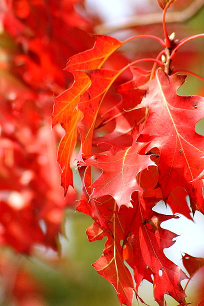 Autumn Fall Foliage Oak Vibrant Red Leaves stock photo