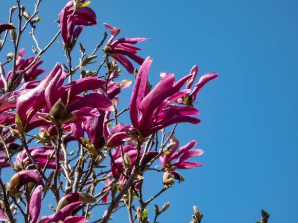 istock Magnolia 'Susan' blooming with fragrant reddish-purple flowers in spring 1878086965